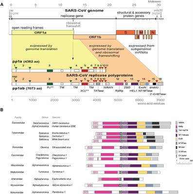 The Curious Case of the Nidovirus Exoribonuclease: Its Role in <mark class="highlighted">RNA Synthesis</mark> and Replication Fidelity